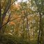 Forest Ballad