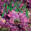 1oz. of Indica