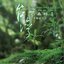 The Rain Forest Frog Sound