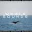 Whale Sounds - Single