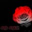 Red Roses