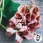 Bag - Single