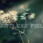 Artless Fields (OST)