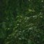 Soundtrack to Rainstorm In The Woods