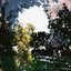 Mirror of the Woods