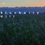 Blueberry Hill