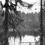 Feeble souls wandering through the woods