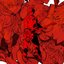 Orange Hiss Noise - Single