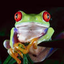 Avatar de musicfrogs