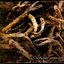 Cordyceps sinensis