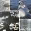 Heart Of The Swan