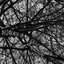 Desolate - Single