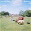 Cows and Sheep