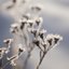 Whispers of Winter