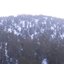 The Forest