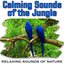 Calming Sounds of the Jungle (Nature Sounds)