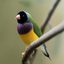 Awatar dla rainbow_finch