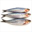 Sardine Tin