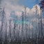 Wildfire - Single