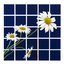 Daisies