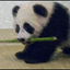 Аватар для pandaF3N