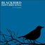 Blackbird Dawn Bird Songs