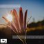 Everything Will Be Alright - Single