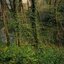A Forest Like This