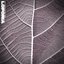 The Last Leaf on the Tree - Single