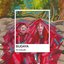 Tu Color - Single