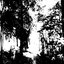 The Light Through The Trees (Part II)