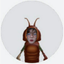 Avatar de alanakwb