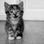 1BadCAT 的头像