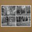 Haunted Woodland Volume Five