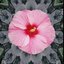 Miss Hibiscus