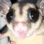 Avatar für Sillytroutlover