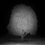 forbidden love - Single