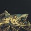 Ragged Barracudas