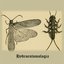 An Introduction to the Orders of the Freshwater Insects