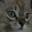 Avatar for lelloSoundchase