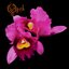 Orchid