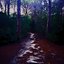 Lonely Path - Single