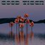 Sunthrower Flower - Single