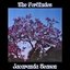Jacaranda Season