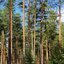Wind in Coniferous Forests