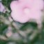 A Dried Flower Still in Bloom