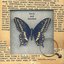 Butterflies And Graves