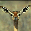 Avatar for hylobates_lar