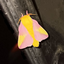Avatar for allyson-