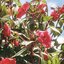 flowers - EP